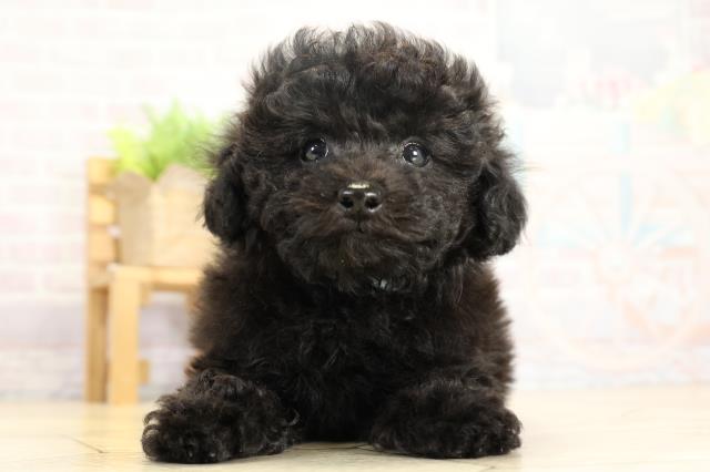 トイ・プードル