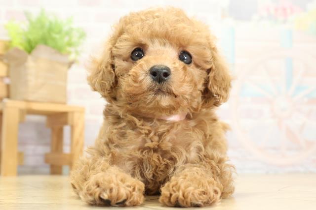 トイ・プードル