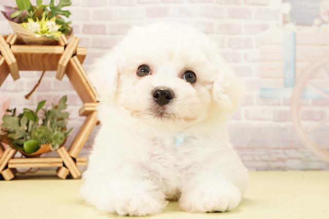 ビション・フリーゼ