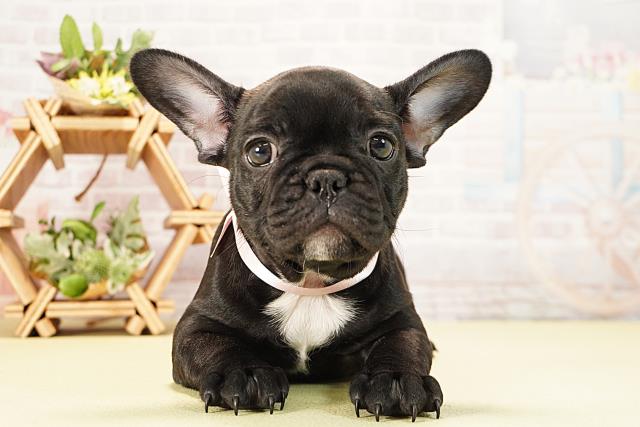 フレンチブルドッグ