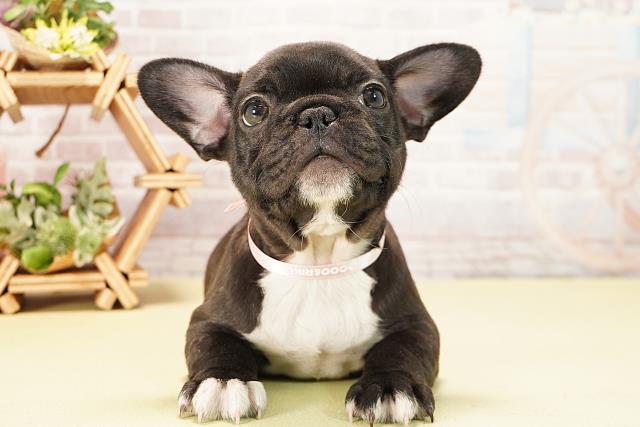 フレンチブルドッグ
