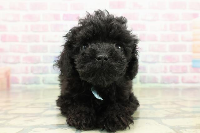 神奈川県のトイプードル(トイ) (Coo&RIKU藤沢店/2025年10月13日生まれ/男の子/ブラック)の子犬の1枚目の画像