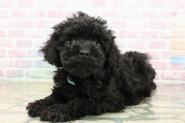 神奈川県のトイプードル(トイ) (Coo&RIKU藤沢店/2025年10月13日生まれ/男の子/ブラック)の子犬の2枚目の画像