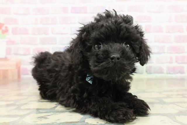 神奈川県のトイプードル(トイ) (Coo&RIKU藤沢店/2025年10月13日生まれ/男の子/ブラック)の子犬の3枚目の画像