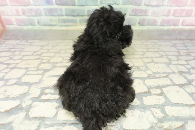 神奈川県のトイプードル(トイ) (Coo&RIKU藤沢店/2025年10月13日生まれ/男の子/ブラック)の子犬の4枚目の画像