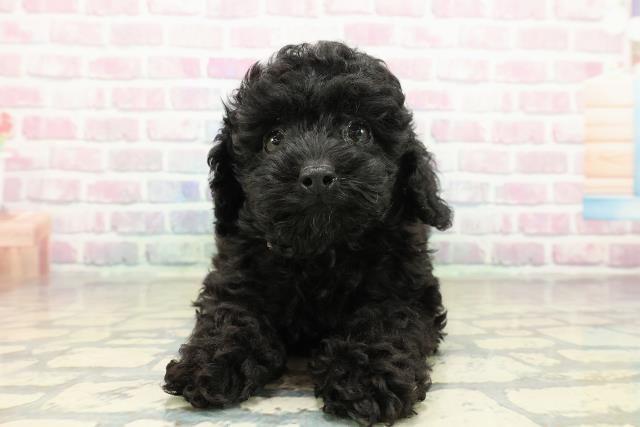 神奈川県のトイプードル(トイ) (Coo&RIKU江の島店/2025年10月13日生まれ/女の子/ブラック)の子犬の1枚目の画像