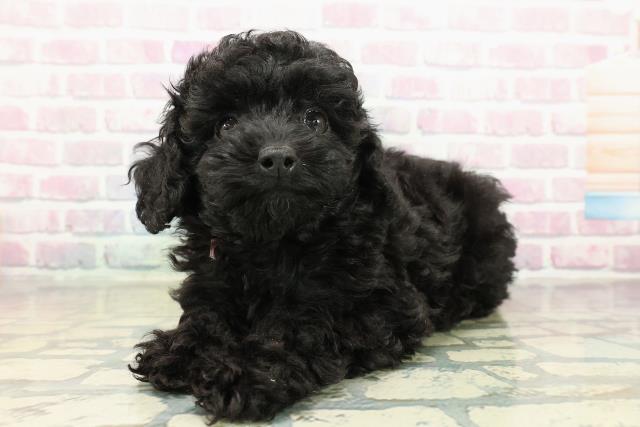 神奈川県のトイプードル(トイ) (Coo&RIKU江の島店/2025年10月13日生まれ/女の子/ブラック)の子犬の2枚目の画像