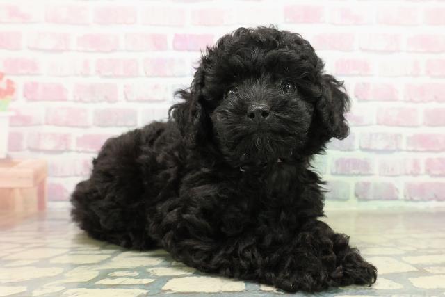 神奈川県のトイプードル(トイ) (Coo&RIKU江の島店/2025年10月13日生まれ/女の子/ブラック)の子犬の3枚目の画像