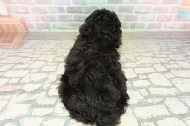 神奈川県のトイプードル(トイ) (Coo&RIKU江の島店/2025年10月13日生まれ/女の子/ブラック)の子犬の4枚目の画像