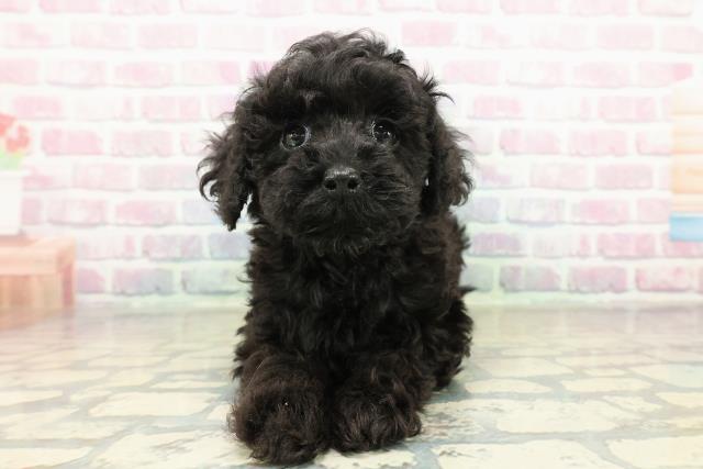 茨城県のトイプードル(トイ) (Coo&RIKU石岡店/2025年10月13日生まれ/女の子/ブラック)の子犬の1枚目の画像