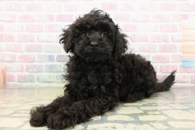 茨城県のトイプードル(トイ) (Coo&RIKU石岡店/2025年10月13日生まれ/女の子/ブラック)の子犬の2枚目の画像