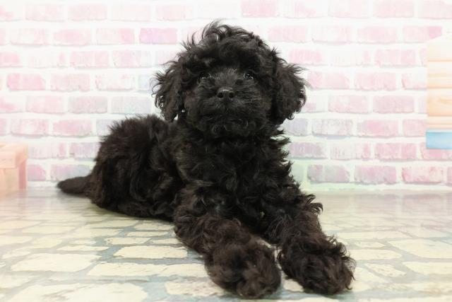 茨城県のトイプードル(トイ) (Coo&RIKU石岡店/2025年10月13日生まれ/女の子/ブラック)の子犬の3枚目の画像