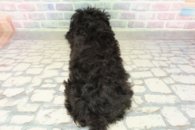 茨城県のトイプードル(トイ) (Coo&RIKU石岡店/2025年10月13日生まれ/女の子/ブラック)の子犬の4枚目の画像