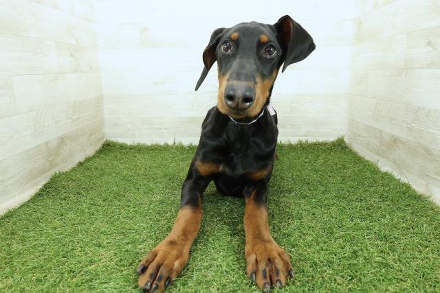 神奈川県のドーベルマン (Coo&RIKU小田原店/2025年7月22日生まれ/女の子/ブラックタン)の子犬の1枚目の画像