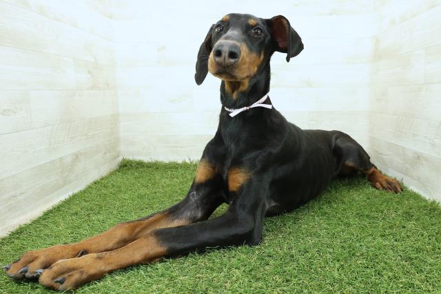 神奈川県のドーベルマン (Coo&RIKU小田原店/2025年7月22日生まれ/女の子/ブラックタン)の子犬の2枚目の画像