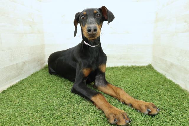 神奈川県のドーベルマン (Coo&RIKU小田原店/2025年7月22日生まれ/女の子/ブラックタン)の子犬の3枚目の画像