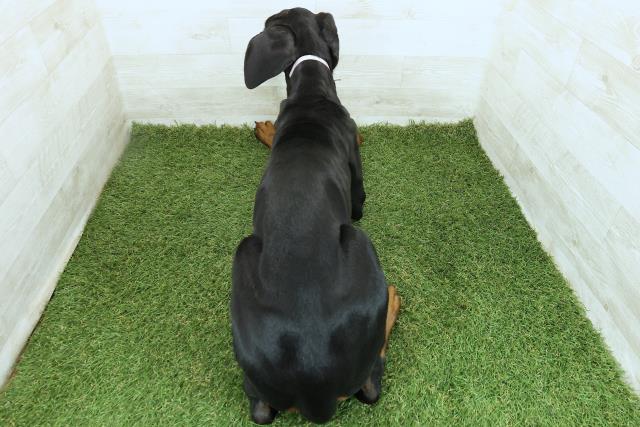 神奈川県のドーベルマン (Coo&RIKU小田原店/2025年7月22日生まれ/女の子/ブラックタン)の子犬の4枚目の画像