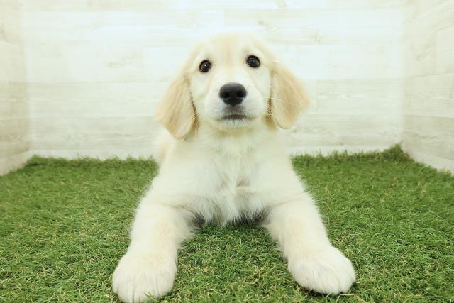 神奈川県のゴールデンレトリバー (Coo&RIKU横須賀店/2025年10月12日生まれ/男の子/ゴールド)の子犬の1枚目の画像