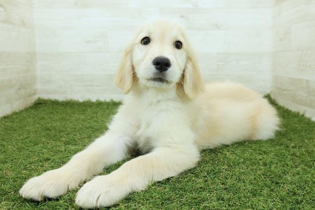 神奈川県のゴールデンレトリバー (Coo&RIKU横須賀店/2025年10月12日生まれ/男の子/ゴールド)の子犬の2枚目の画像