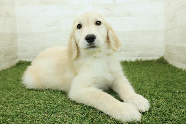 神奈川県のゴールデンレトリバー (Coo&RIKU横須賀店/2025年10月12日生まれ/男の子/ゴールド)の子犬の3枚目の画像