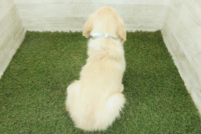 神奈川県のゴールデンレトリバー (Coo&RIKU横須賀店/2025年10月12日生まれ/男の子/ゴールド)の子犬の4枚目の画像