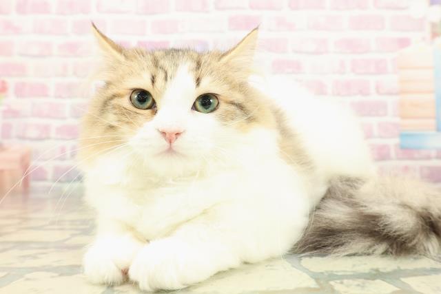 神奈川県のラガマフィン (Coo&RIKU秦野店/2025年8月10日生まれ/女の子/ブラウンタビーホワイト)の子猫の2枚目の画像