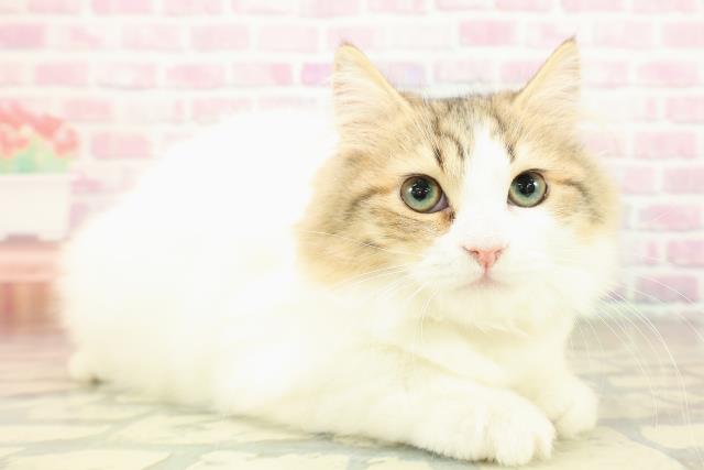 神奈川県のラガマフィン (Coo&RIKU秦野店/2025年8月10日生まれ/女の子/ブラウンタビーホワイト)の子猫の3枚目の画像