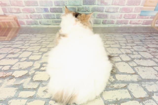 神奈川県のラガマフィン (Coo&RIKU秦野店/2025年8月10日生まれ/女の子/ブラウンタビーホワイト)の子猫の4枚目の画像