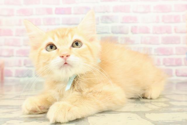 神奈川県のラガマフィン (Coo&RIKU横浜港南台店/2025年10月1日生まれ/男の子/レッドタビー)の子猫の2枚目の画像