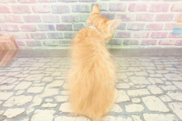 神奈川県のラガマフィン (Coo&RIKU横浜港南台店/2025年10月1日生まれ/男の子/レッドタビー)の子猫の4枚目の画像