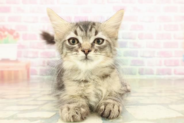 茨城県のラガマフィン (Coo&RIKU牛久店/2025年10月1日生まれ/男の子/ブラウンタビー)の子猫の1枚目の画像