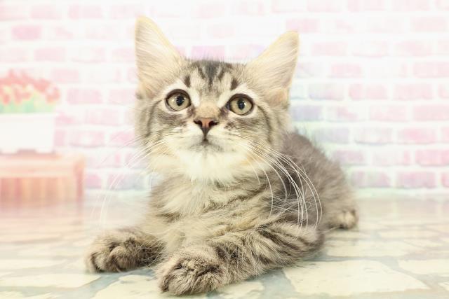 茨城県のラガマフィン (Coo&RIKU牛久店/2025年10月1日生まれ/男の子/ブラウンタビー)の子猫の2枚目の画像