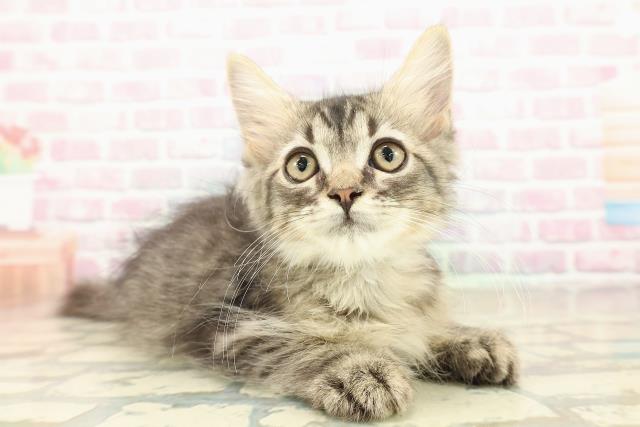 茨城県のラガマフィン (Coo&RIKU牛久店/2025年10月1日生まれ/男の子/ブラウンタビー)の子猫の3枚目の画像