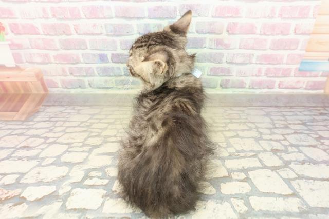 茨城県のラガマフィン (Coo&RIKU牛久店/2025年10月1日生まれ/男の子/ブラウンタビー)の子猫の4枚目の画像