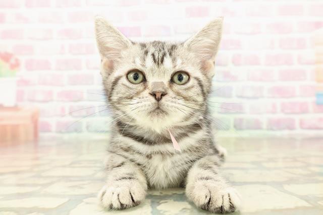 神奈川県のアメリカンショートヘアー (Coo&RIKU横浜港南台店/2025年10月2日生まれ/女の子/シルバークラシックタビー)の子猫の1枚目の画像