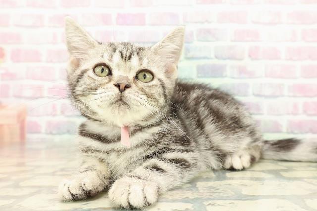 神奈川県のアメリカンショートヘアー (Coo&RIKU横浜港南台店/2025年10月2日生まれ/女の子/シルバークラシックタビー)の子猫の2枚目の画像