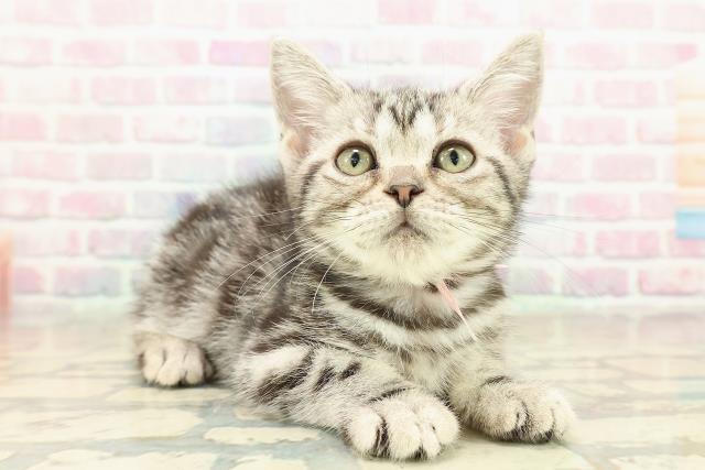 神奈川県のアメリカンショートヘアー (Coo&RIKU横浜港南台店/2025年10月2日生まれ/女の子/シルバークラシックタビー)の子猫の3枚目の画像