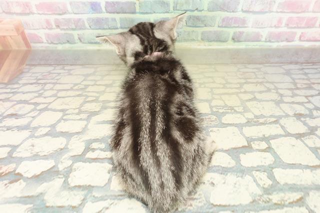 神奈川県のアメリカンショートヘアー (Coo&RIKU横浜港南台店/2025年10月2日生まれ/女の子/シルバークラシックタビー)の子猫の4枚目の画像