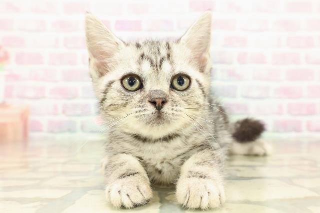 神奈川県のアメリカンショートヘアー (Coo&RIKU小田原店/2025年10月2日生まれ/女の子/シルバークラシックタビー)の子猫の1枚目の画像