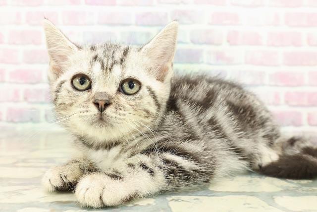 神奈川県のアメリカンショートヘアー (Coo&RIKU小田原店/2025年10月2日生まれ/女の子/シルバークラシックタビー)の子猫の2枚目の画像