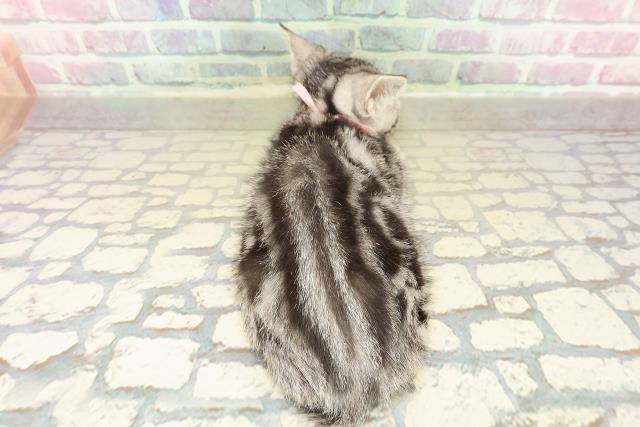 神奈川県のアメリカンショートヘアー (Coo&RIKU小田原店/2025年10月2日生まれ/女の子/シルバークラシックタビー)の子猫の4枚目の画像