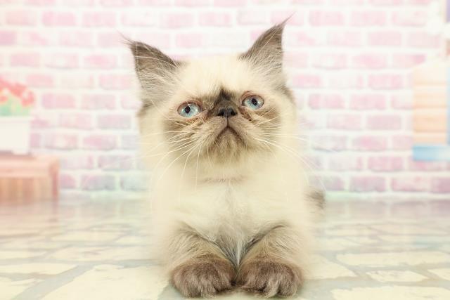 栃木県のヒマラヤン (Coo&RIKUFKDインターパーク店/2025年9月30日生まれ/女の子/シールポイント)の子猫の1枚目の画像