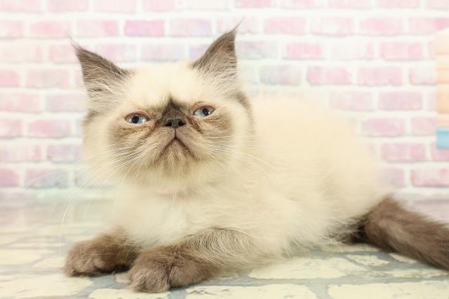 栃木県のヒマラヤン (Coo&RIKUFKDインターパーク店/2025年9月30日生まれ/女の子/シールポイント)の子猫の2枚目の画像