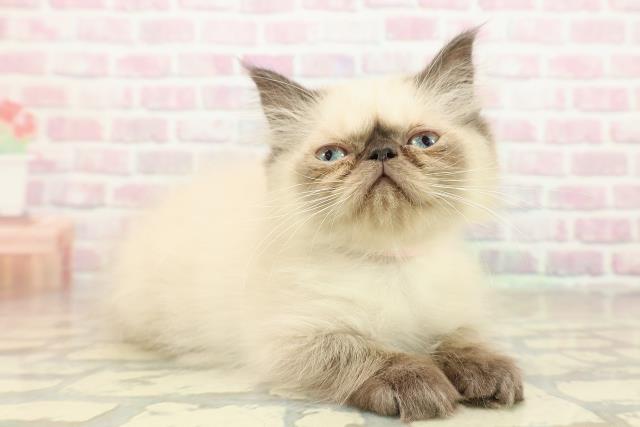 栃木県のヒマラヤン (Coo&RIKUFKDインターパーク店/2025年9月30日生まれ/女の子/シールポイント)の子猫の3枚目の画像