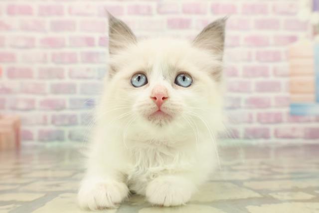 茨城県のラグドール (Coo&RIKU日立店/2025年10月18日生まれ/女の子/ブルーポイントバイカラー)の子猫の1枚目の画像