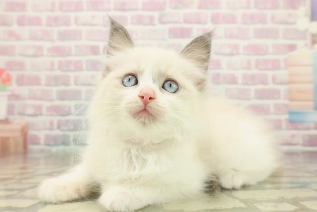 茨城県のラグドール (Coo&RIKU日立店/2025年10月18日生まれ/女の子/ブルーポイントバイカラー)の子猫の2枚目の画像