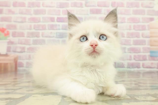 茨城県のラグドール (Coo&RIKU日立店/2025年10月18日生まれ/女の子/ブルーポイントバイカラー)の子猫の3枚目の画像