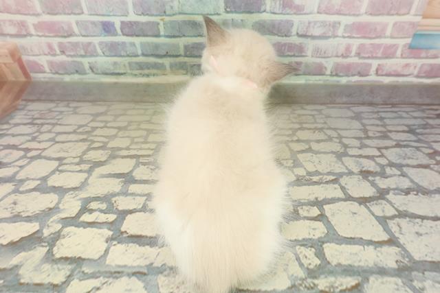 茨城県のラグドール (Coo&RIKU日立店/2025年10月18日生まれ/女の子/ブルーポイントバイカラー)の子猫の4枚目の画像