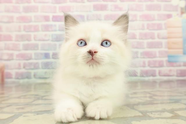 神奈川県のラグドール (Coo&RIKU小田原店/2025年10月18日生まれ/女の子/ブルーポイントバイカラー)の子猫の1枚目の画像