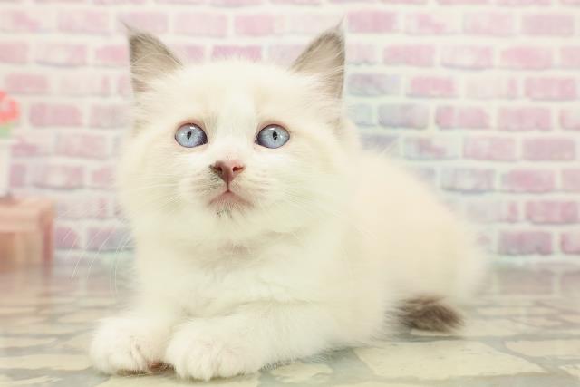 神奈川県のラグドール (Coo&RIKU小田原店/2025年10月18日生まれ/女の子/ブルーポイントバイカラー)の子猫の2枚目の画像